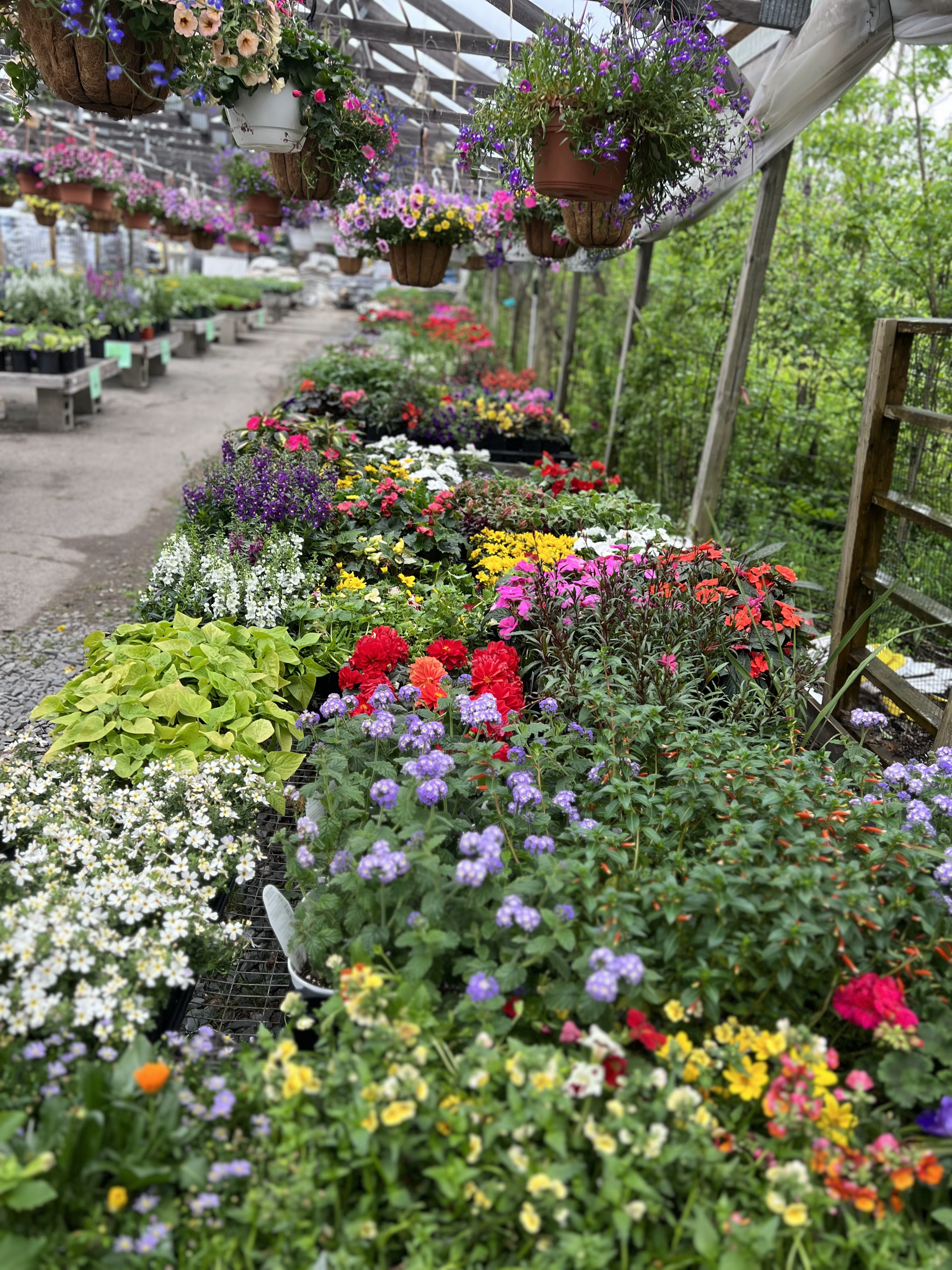 Flowers and hanging baskets