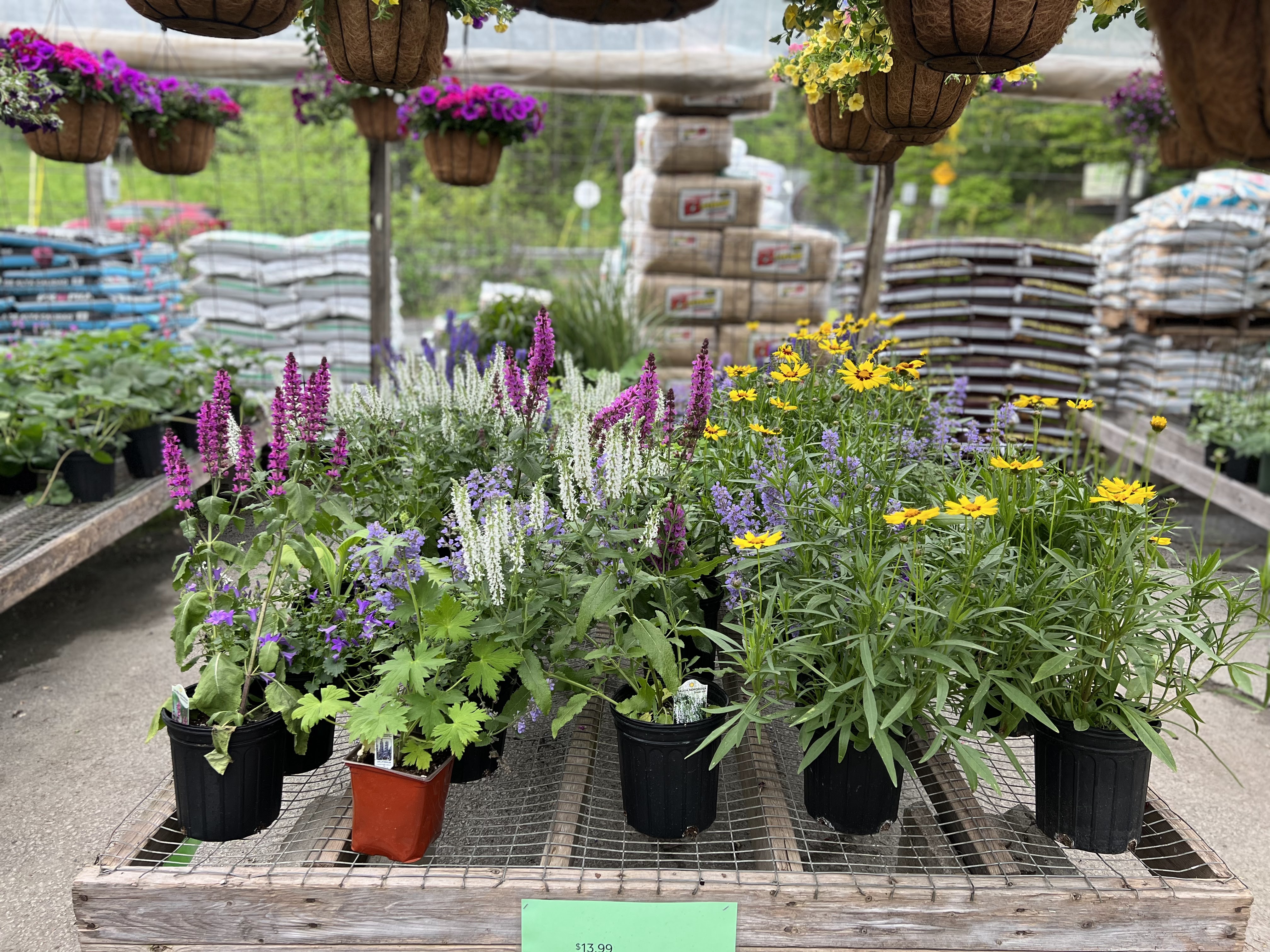 Flowers in the Greenhouse